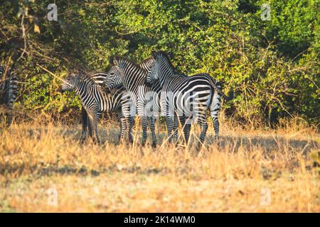 A close-up of a group of zebras standing in the savanna Stock Photo