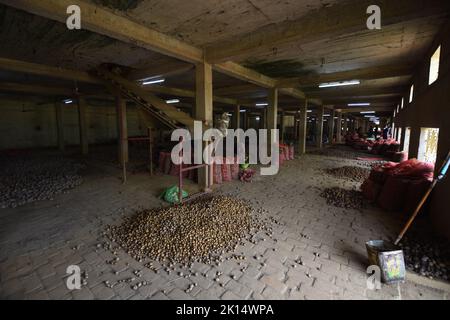 Potato drying and segregation area of a cold storage. West Bengal ...