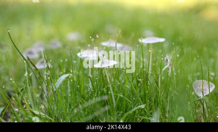 Tiny mushrooms growing in green grass in early morning dew Stock Photo