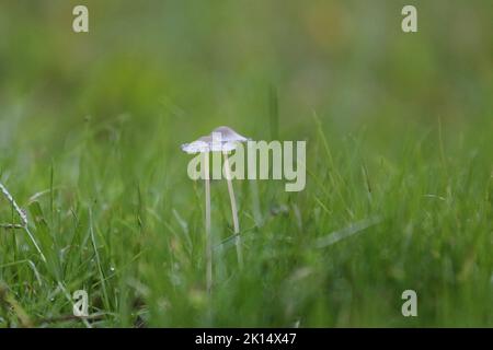 Tiny mushrooms in close up growing in green grass in the early morning dew Stock Photo