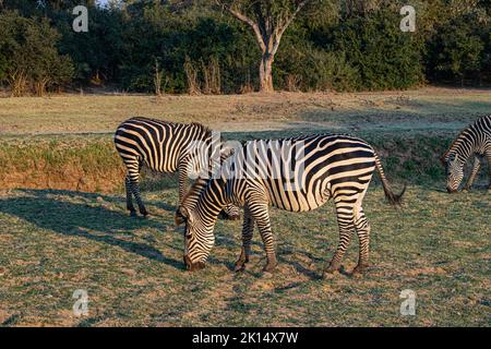 A close-up of a group of zebras eating in the savanna Stock Photo