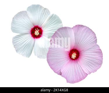 Hibiscus (Malvaceae, Hibiscus moscheutos, Hibiscus trionum) white and pink flower. Package design. Gentle nature, Kopper King, Summer Storm, Pink Cand Stock Photo