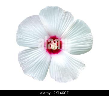 Hibiscus (Malvaceae, Hibiscus moscheutos, Hibiscus trionum) white beautiful and delicate flower with a pink centre and white leaves. Isolate. varietie Stock Photo