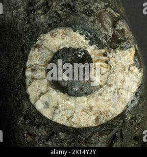 The fossil of a Jurassic Ammonite in a 'cannonball' from the Whitby Mudstone formation. Cliff erosion and longshore wave action reveals fossils Stock Photo