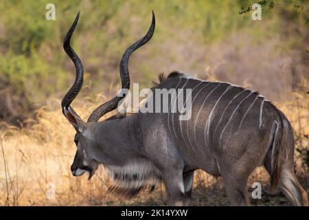 An amazing close up of huge male kudu moving on the sandy banks of an African river Stock Photo