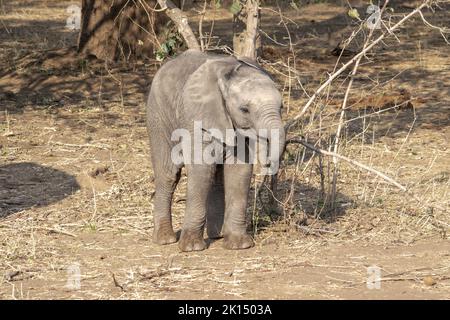 An amazing close up of an elephant cub on the sandy banks of an African river Stock Photo