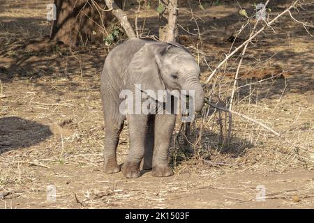 An amazing close up of an elephant cub on the sandy banks of an African river