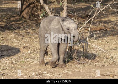 An amazing close up of an elephant cub on the sandy banks of an African river