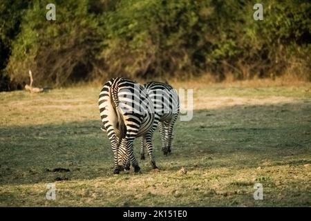 A close-up of a group of zebras eating in the savanna Stock Photo