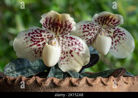 Closeup of creamy white and purple red flowers of lady slipper orchid species paphiopedilum godefroyae var leucochilum isolated on natural background Stock Photo