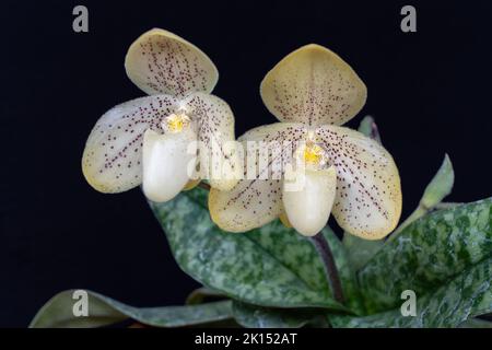 Closeup view of beautiful yellow with red dots blooming flowers of lady slipper orchid species paphiopedilum concolor isolated on black background Stock Photo