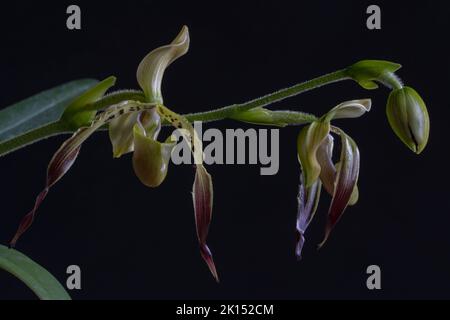 Yellow, green, purple and brown flowers and bud of beautiful lady slipper orchid species paphiopedilum parishii isolated on black background Stock Photo