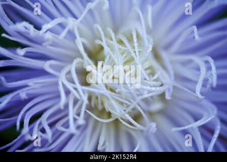 Dew drops on the flower petals. Close-up image of the purple flower Aster Stock Photo