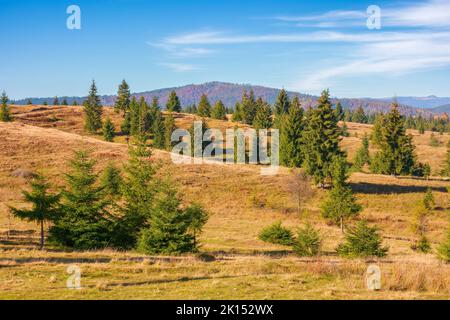 coniferous forest of apuseni national park. grassy hills in morning light. mountain ridge in the distance. autumn vacations in cluj country of romania Stock Photo