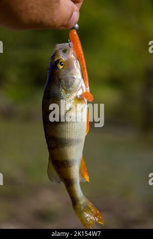 A perch fish with a silicone bait in its mouth Stock Photo - Alamy