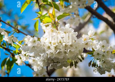 White blossom of a cherry tree (Latin name: prunus) on a sunny day in May Stock Photo