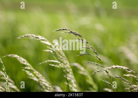 Grass in wind. Green background. Selective focus Stock Photo
