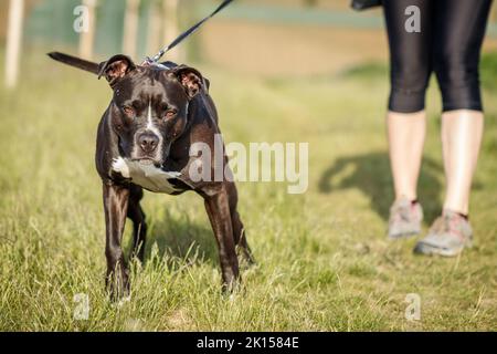 Pit bull terrier. Dog walking as daily routine. Woman with her dog outdoors Stock Photo