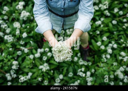 Woman holding bunch of wild garlic flowers in forest. Top view. Springtime in woodland Stock Photo