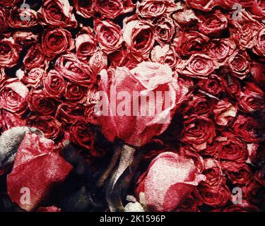 Dried roses stacked closely together.  Three rose buds are in profile.  Polaroid image transfer technique is used. Stock Photo