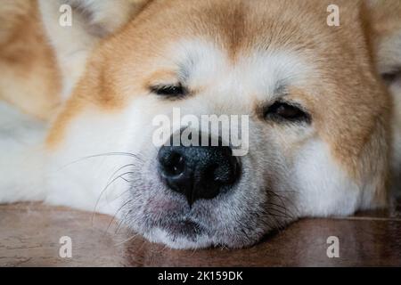 A large beautiful dog of the Akina Inu breed lies relaxed on the floor and squints at the camera. Stock Photo