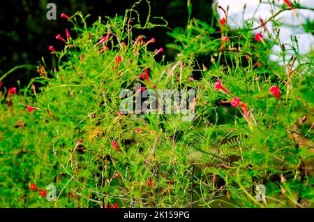 Cypress vine, a species of morning glory, blooms on a fence, Sept. 8, 2022, in Fairhope, Alabama. Stock Photo