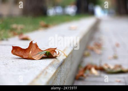 Autumn season, fallen maple leaf on concrete curb in city park Stock Photo