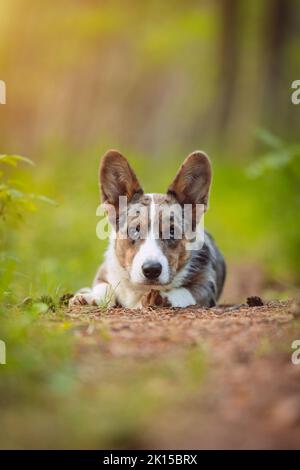 Happy corgi dog puppy laying on the ground in forest. Portrait of beautiful purebred blue merle cardigan welsh corgi puppy. Stock Photo