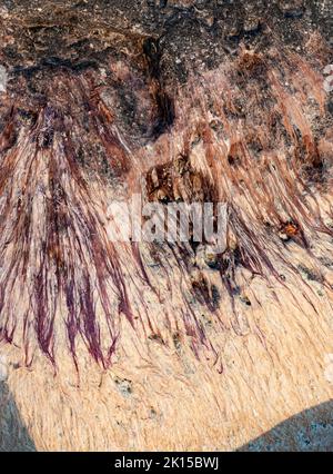 Dried algae creates patterns on shoreline rock on the Green Bay, Lake Michigan shore, Peninsula State Park, Door County, Wisconsin Stock Photo