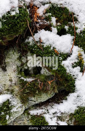 Two small holes on the face of the bluff combined with snow and moss, look like a face in the cliff, Walt's Woods LandTrust Preserve, Door County, Wis Stock Photo