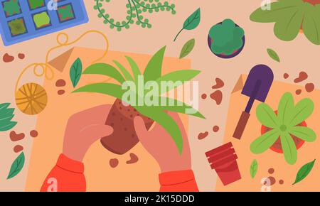 Flower replanting and plant transplant. Gardening at home and human hands are engaged in planting houseplant. The botanical garden seedling and the ga Stock Vector