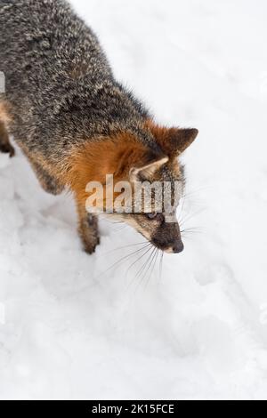 Grey Fox (Urocyon cinereoargenteus) Below Walks Right Winter - captive animal Stock Photo