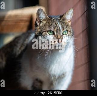 Portrait of cute tabby cat sitting behind bars in animal shelter and waiting for attention and care Stock Photo