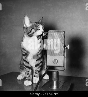 Kitten 'singing' into an old radio microphone. Stock Photo