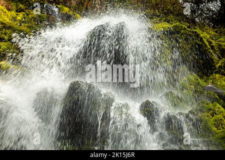 WA22038-00...WASHINGTON - Waterfall on an unnamed creek up valley from Mineral Creek in the Hoh Rain Forest of Olympic National Park. Stock Photo