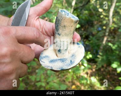 Blewit (Gyroporus cyanescens, Boletus cyanescens). Mushroom turns blue in eyes after touching or cutting (interactions with oxygen of gyrocyanine). Ed Stock Photo