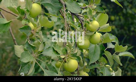 Unripe green apples hanging on a tree in the shadow. Stock Photo