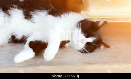 Beautiful black and white cat sleeps outside on sunny day Stock Photo