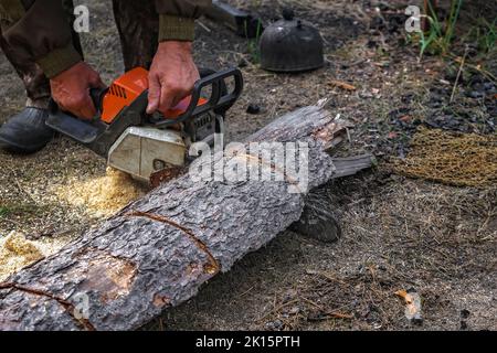 A woodcutter saws a dry tree for firewood with a chainsaw. A man is harvesting logs in the forest. Stock Photo