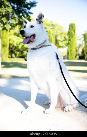 A vertical shot of a White Swiss Shepherd mixed with English pointer standing with a leash on Stock Photo