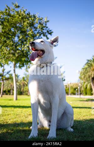 A vertical shot of a White Swiss Shepherd mixed with English pointer standing with a leash on Stock Photo