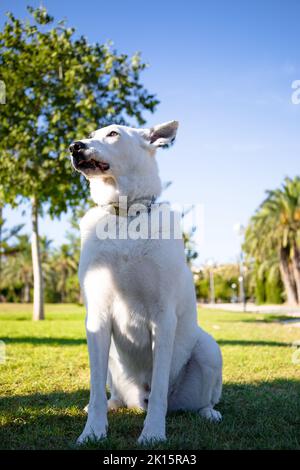 A vertical shot of a White Swiss Shepherd mixed with English pointer standing with a leash on Stock Photo