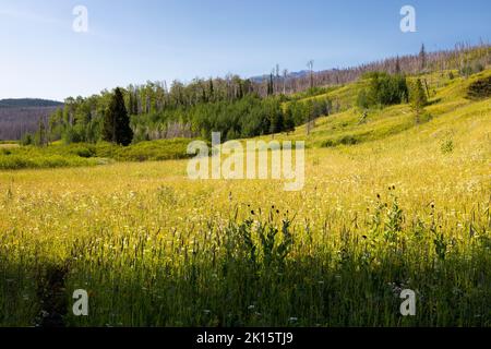 The Glade Creek Trail disappearing into a meadow of wildflowers. John D. Rockefeller Jr. Memorial Parkway, Wyoming Stock Photo