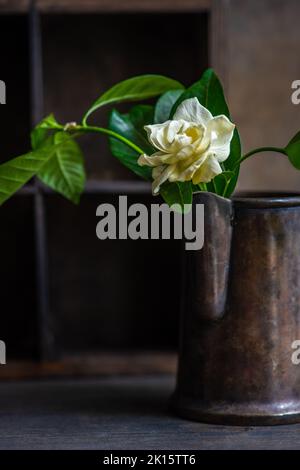 Tender fresh rose with white petals and green leaves in old iron pot placed on table in daylight Stock Photo