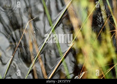 Top view of blades of grass soaking in clean lake water with raindrops ripples in nature Stock Photo