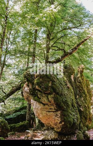 Low angle of fallen tree trunk located on rough mossy boulder on summer day in lush woods Stock Photo