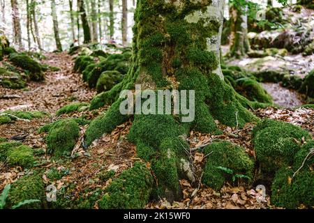Path with mossy stones going amidst green trees on summer weekend day in lush forest Stock Photo