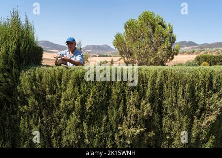 Concentrated elderly male farmer in casual clothes cap and eyeglasses cutting lush green thuja hedges with electric trimmer during work in countryside Stock Photo