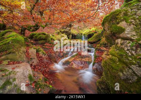 Long exposure of clean cascade falling into pond amidst mossy rocks and trees with bright orange leaves on autumn day in Argovejo Beech Forest Stock Photo