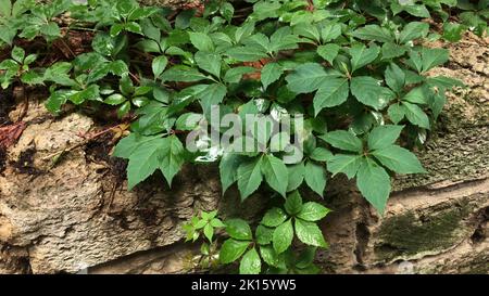 A mosaic of leaves of Virginia creeper on the rocks. Stock Photo